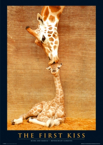 Żyrafy (Pierwszy pocałunek) - plakat