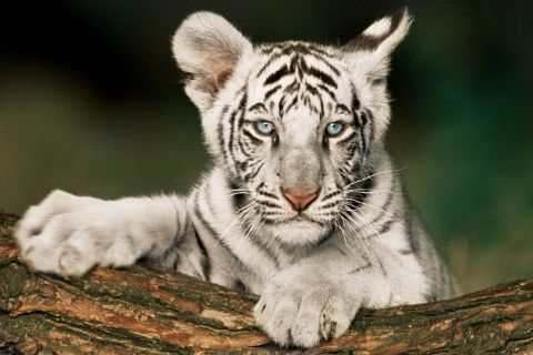 plakat na ścianę zmałym białym tygryskiem o niebieskich oczach opierającym sie na drzewie