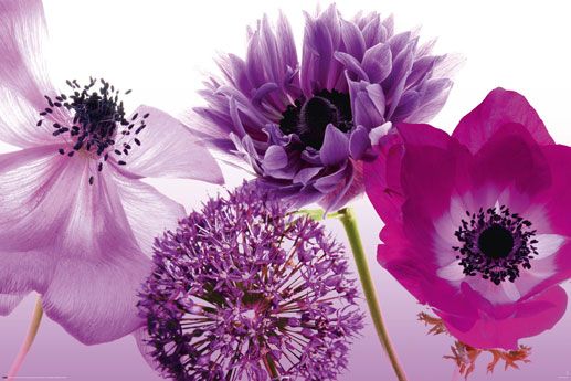 plakat z fioletowymi i różowymi kwiatami