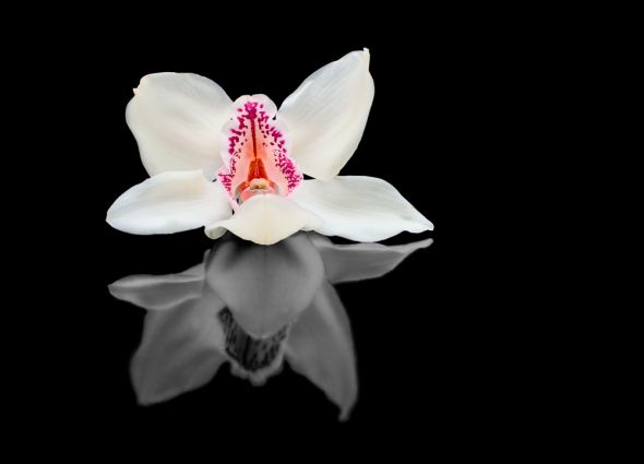 fototapeta na ścianę z kwiatem białej orchidei na czarnym tle