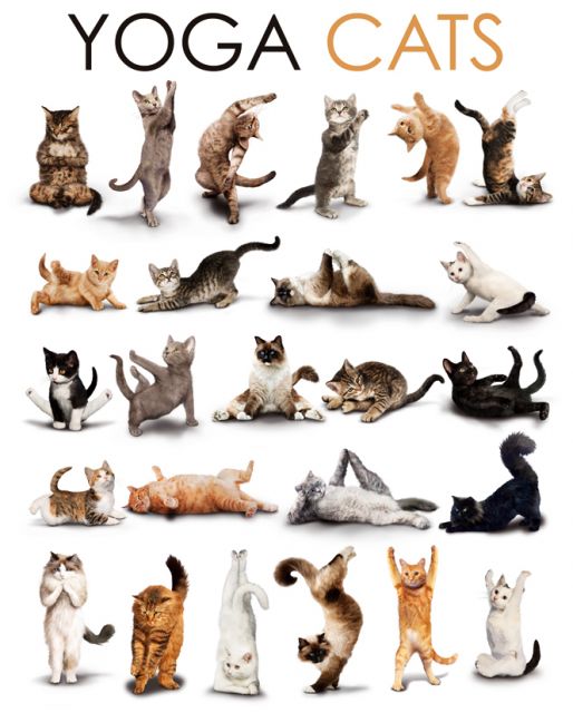 plakat z kotami ćwiczącymi jogę