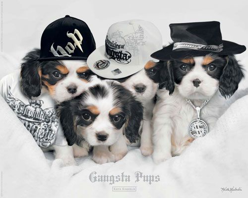 plakat gangsta pups z pieskami przebranymi za raperów