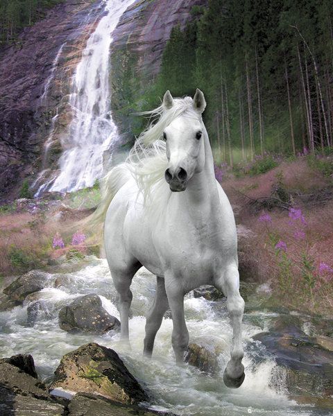 plakat przedstawiający białego konia galopującego w rzece na tle lasu i wodospadu