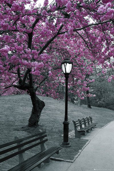 plakat z kwitnącym drzewem z fioletowymi kwiatami