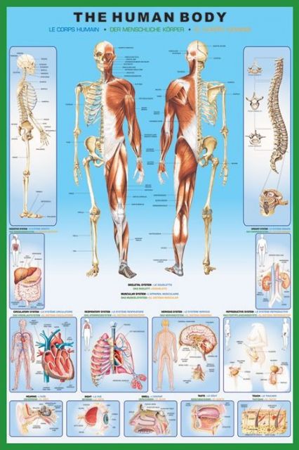 Ciało Człowieka (anatomia) - plakat 61x91,5 cm