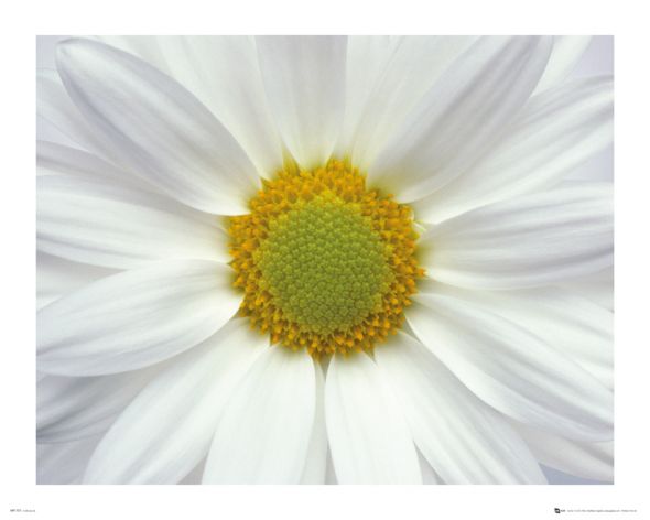plakat z białym kwiatem stokrotki