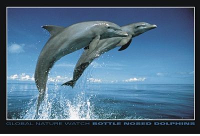 plakat o wymiarach 91,5x61 cm z dwoma delifnami skaczącym ponad taflą wody