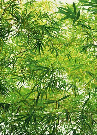 Fototapeta na ścianę przedstawiajaca zielone liście bambusa