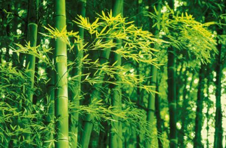 Fototapeta papierowa z młodym lasem bambusowym
