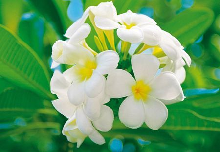Fototapeta ścienna z białymi kwiatami