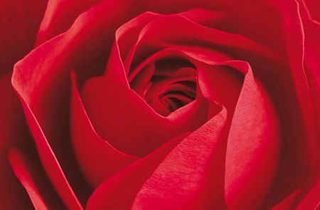 fototapeta z czerwoną różą