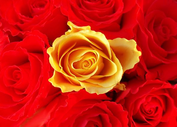 fototapeta z czerwonymi i żółtymi różami
