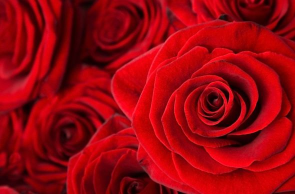 fototapeta z czerwonymi różami