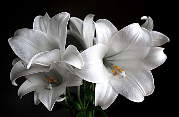 fototapeta przedstawiająca kwiaty białej lilii na czarnym tle