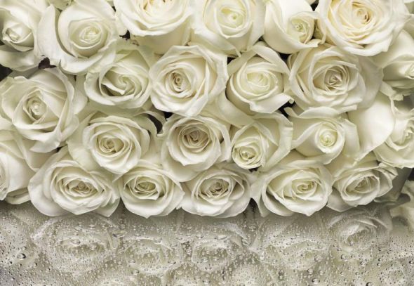 Fototapeta KOMARA białe róże do klejenia na ścianę