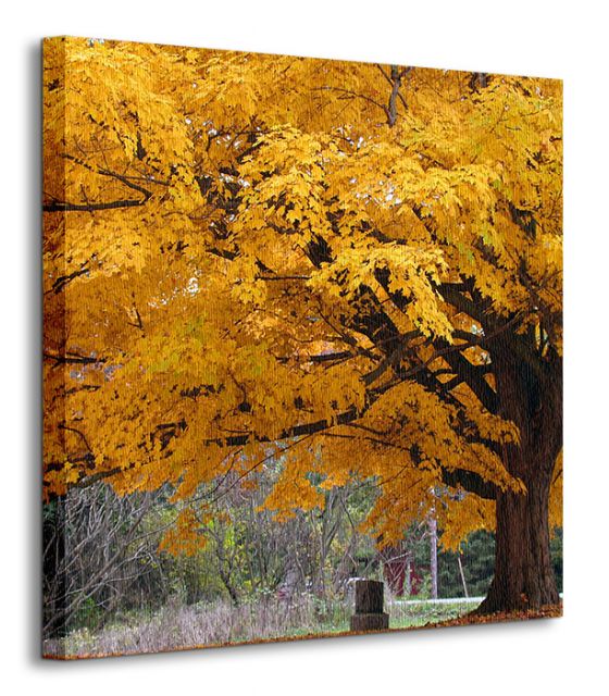 perspektywa canvasu przedstawiającego drzewo w jesiennej kolorystyce
