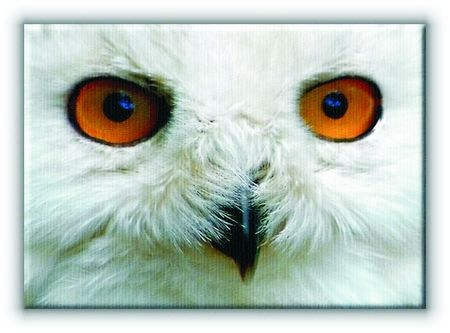 obraz na płótnie przedstawiający białą sowę o pięknych brązowych oczach