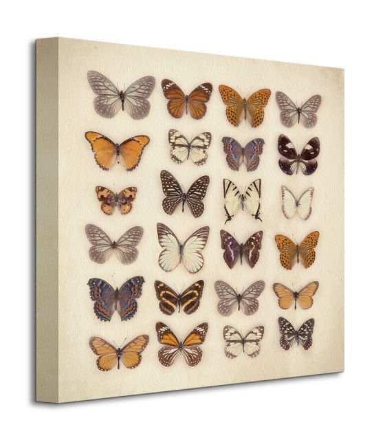 kolekcja motyli - obraz