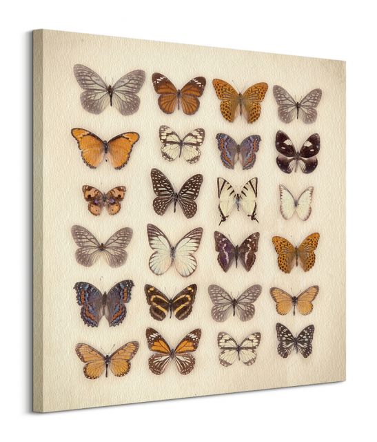 kolekcja motyli