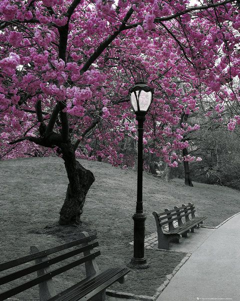 Kwitnące drzewo, uliczka z latarnią i ławkami w Central Park w New York