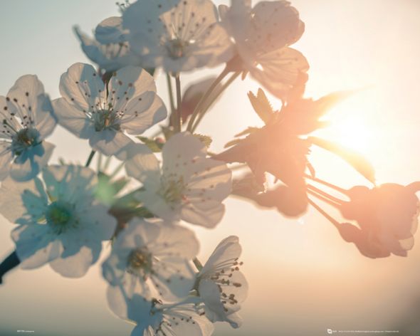 plakat przedstawiający białe kwiaty na tle zachodzącego słońca