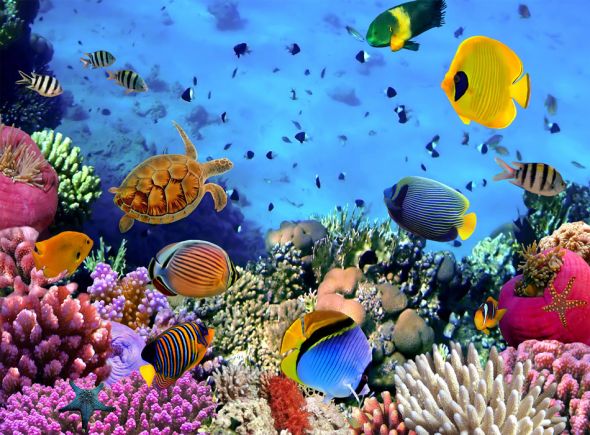 Rafa Koralowa, rbki, ryby, zółw, morze, błękitna woda - fototapeta