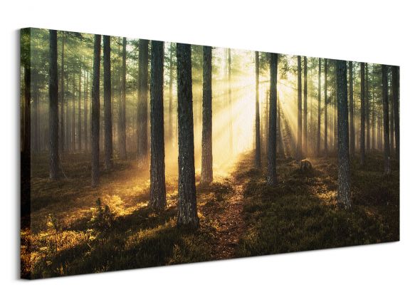 Obraz autorstwa Andreas Stridsberg zatytułowany Sunlight Through Trees o wymiarach 100x50 cm