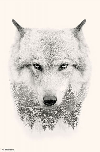 plakat śnieżno białego wilka o wymiarach 55,8x86,5