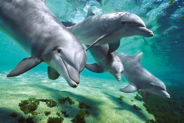 plakat na ścianę z delfinami pod wodą