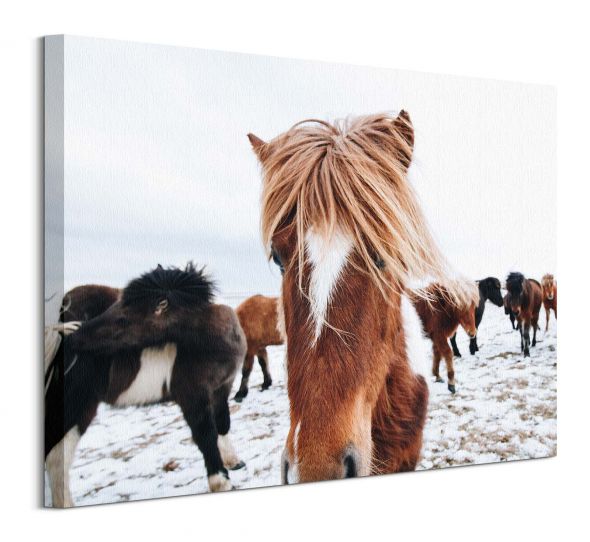 Icelandic Horse - obraz na płótnie