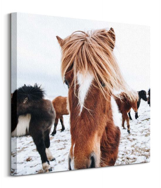 Icelandic Horse - obraz na płótnie