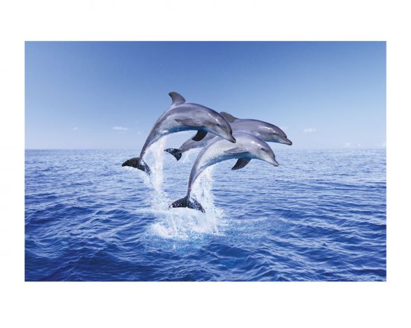 reprodukcja z delfinami