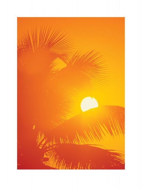 Słońce i palmy na pomarańczowej reprodukcji
