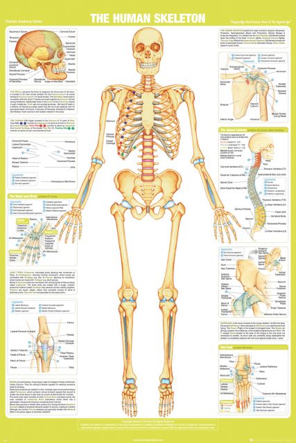 Plakat edukacyjny z opisem Szkieletu Ludzkiego