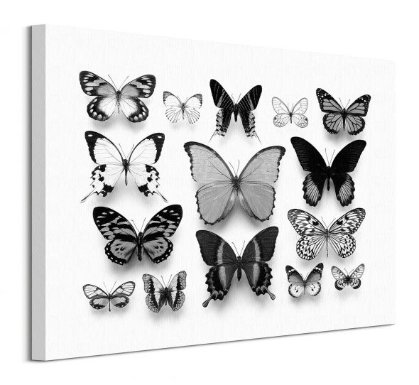 Kolekcja Motyl- obraz na płótnie