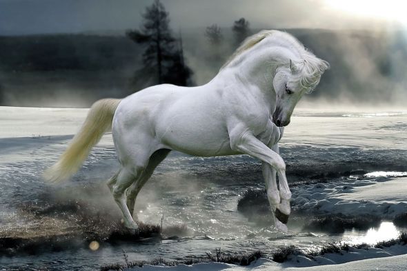 Plakat z białym galopującym koniem
