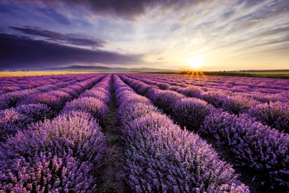Lavender Field Sunset - plakat