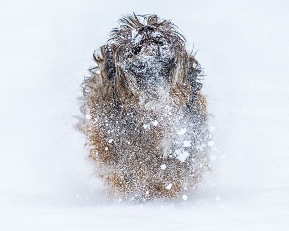 Snowy Dog - plakat
