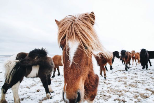 Icelandic Horse - plakat