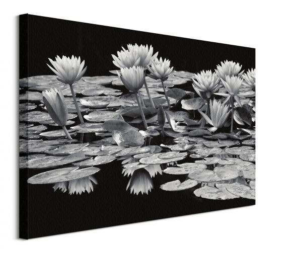 Obraz na płótnie Pond Abundance widokiem kwiatków na jeziorze