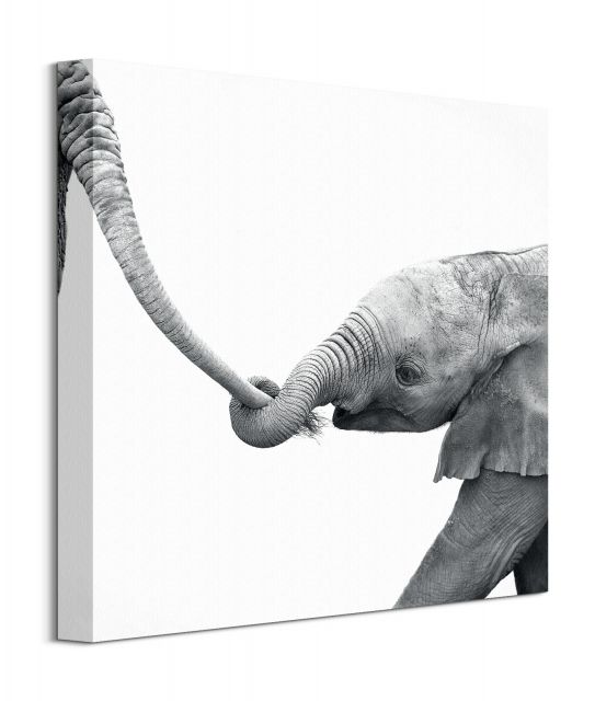 Obraz na płótnie Don't Get Lost ukazujący słonie