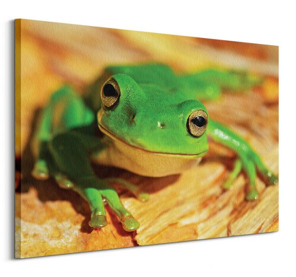 Zielona Żaba - obraz na płótnie
