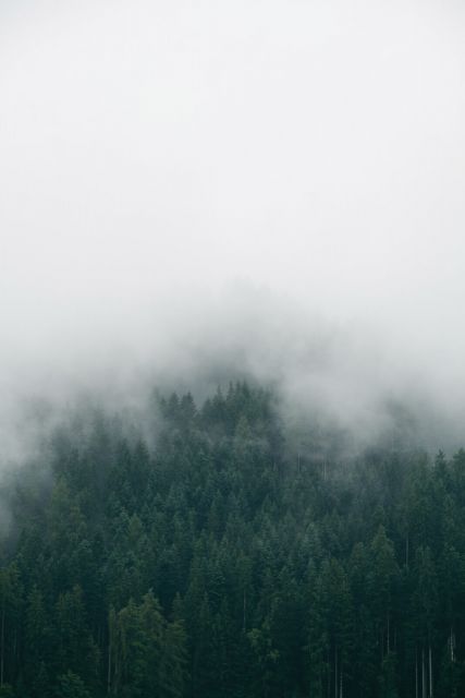 Drzewa we mgle - plakat