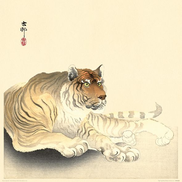 Tiger - reprodukcja