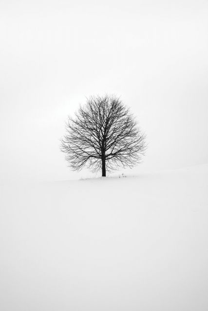 Zimowe drzewo - plakat