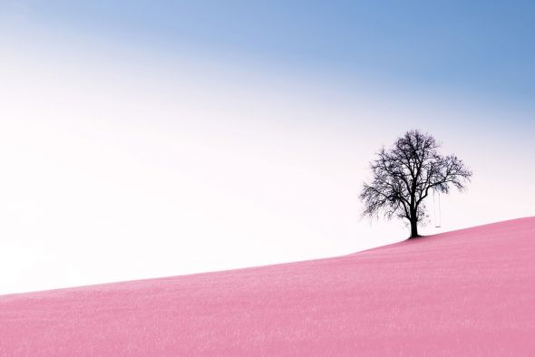 Pink Meadow - plakat