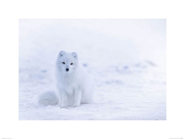 Lis Polarny - reprodukcja