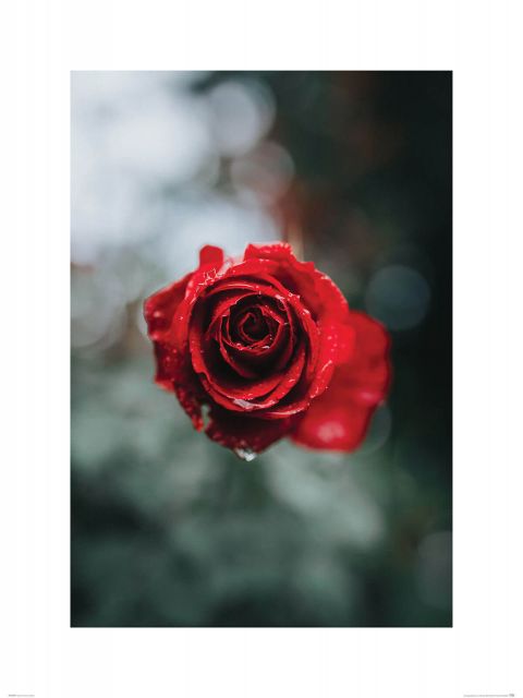 Czerwona Róża - reprodukcja