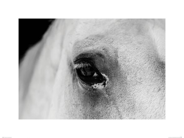 Oko Białego Konia - reprodukcja