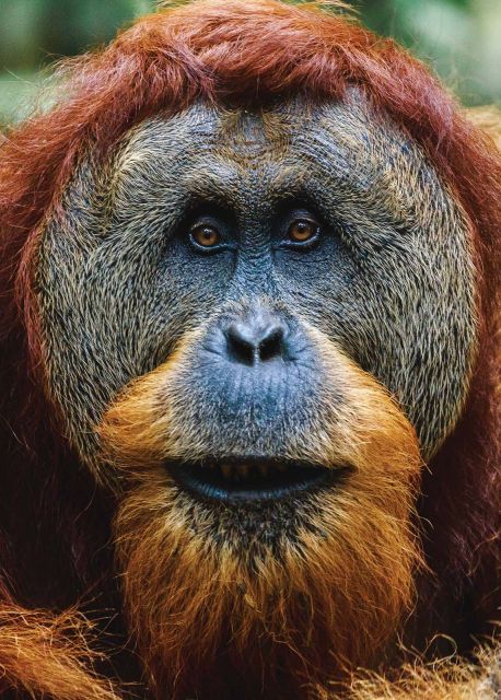 Orangutan - plakat